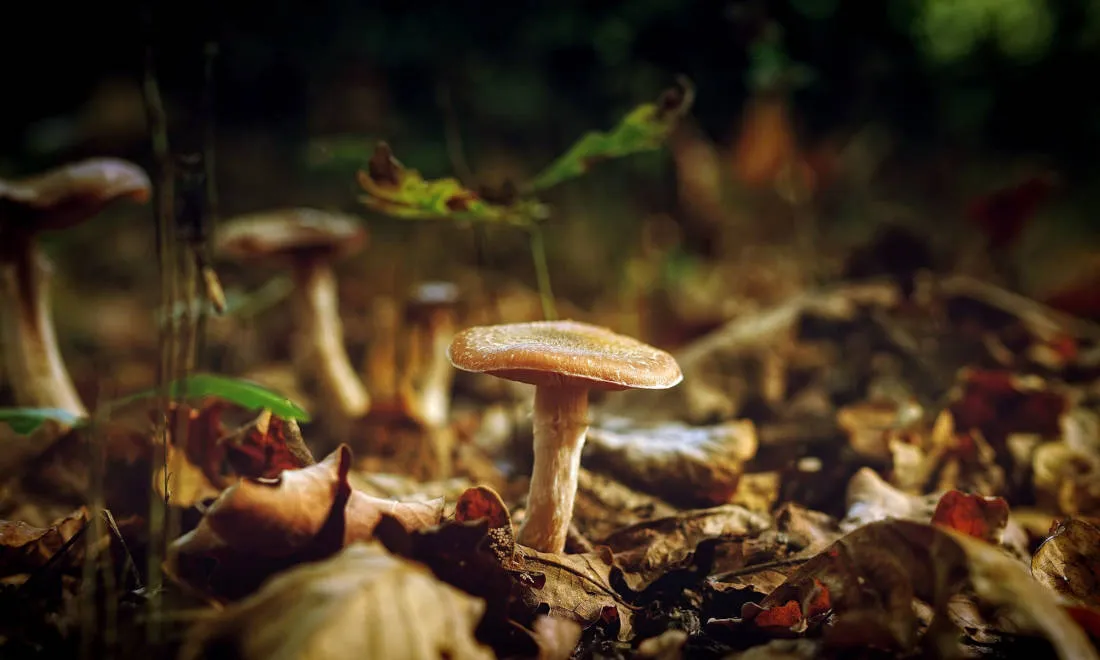 Udane grzybobranie...